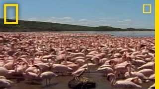 Baboon vs Flamingos  National Geographic [upl. by Ardena]