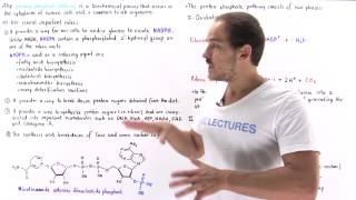 Introduction to Pentose Phosphate Pathway [upl. by Ial]