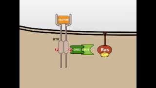 The MAP Kinase MAPK signalling pathway [upl. by Aramahs]