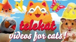 The Greatest Video For Cats Ever Told  Telekat ‥ [upl. by Petrine997]