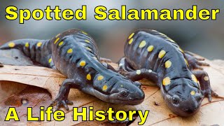 Spotted Salamander A Life History [upl. by Eirbua]