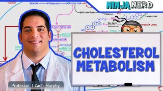 Metabolism  Cholesterol Metabolism [upl. by Sulohcin]