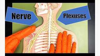 Nerve Plexuses [upl. by Annayram279]