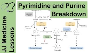 Purine and Pyrimidine Catabolism Pathway  Nucleotide Breakdown  Biochemistry Lesson [upl. by Irakuy529]