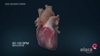 Heart Animation  Particles After Effects  RVD Motion Graphics [upl. by Marigolde]