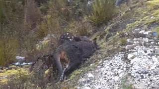 Quoll takes down Wallaby in South West Tasmania [upl. by Atnoved]