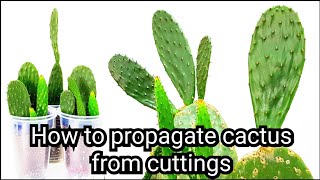 How to propagate cactus from cuttings Opuntia Cactus [upl. by Cecilla]