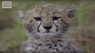 Cute Cheetahs Learn To Hunt  Amazing Animal Babies  Earth Lab [upl. by Hillier]