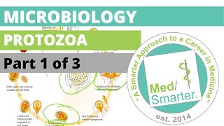 Protozoa  Microbiology  USMLE STEP 1  Part 1 of 3 [upl. by Benedix]