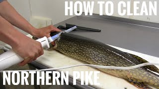 NORTHERN PIKE How to get 5 boneless fillets [upl. by Weatherley129]