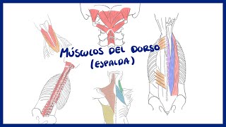 ANATOMÍA  Músculos del dorso erectores de la espina  BLASTO [upl. by Claus158]