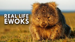 Wombats Look Like Real Life Ewoks [upl. by Un739]