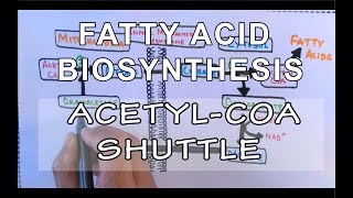 Acetyl COA Shuttle  Fatty Acid Biosynthesis  Part I [upl. by Betteanne]