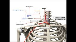 The Subclavian Artery  Branches amp Divisions [upl. by Icaj883]