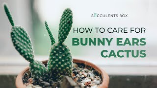 BEGINNER TIPS HOW TO CARE FOR BUNNY EARS CACTUS  ANGEL WING CACTUS  OPUNTIA MICRODASYS [upl. by Swanhildas244]