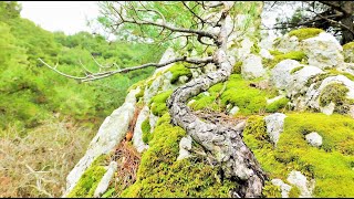 Pine Tree Yamadori Hunting at Waterfall Vol 7  Relaxing Bonsai Inspiration From Nature [upl. by Kcirdle]