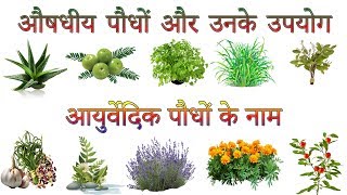 औषधीय पौधों और उनके उपयोग  Ayurvedic Plants Information In Hindi  आयुर्वेदिक पौधों के नाम [upl. by Cardwell741]