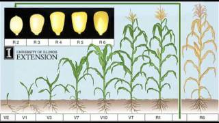 Corn Growth Process [upl. by Adlog]