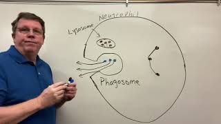 Neutrophil Extracellular Trap [upl. by Janey]