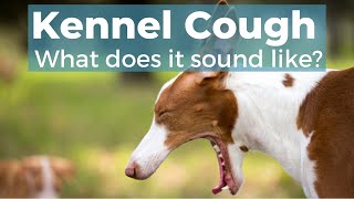 Kennel Cough In Dogs [upl. by Consolata]