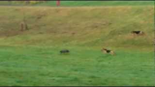 German shepherds v Lurcher [upl. by Annamarie]