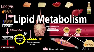 Lipid Fat Metabolism Overview Animation [upl. by Eyahc]