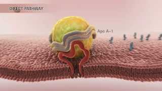 HDL amp Reverse Cholesterol Transport HD [upl. by Shermy624]