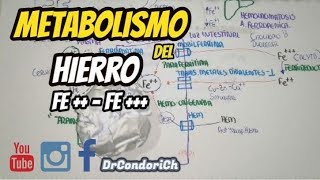 FISIOLOGÍA Metabolismo del Hierro DIGESTIÓN ABSORCIÓN TRANSPORTE Y METABOLISMO completo [upl. by Thanh361]