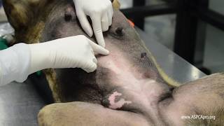 SpayNeuter Surgery Incision Placement [upl. by Cristionna249]