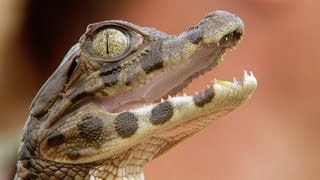 Adorable Baby Caiman Crocodile  Deadly 60  BBC Earth Explore [upl. by Airdnola]