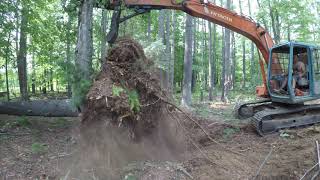 Cutting down saw mill trees [upl. by Adnohrahs]