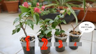 Initiate Flowering In Newly Propagated Bougainvillea Cuttings  The Fastest and the Easiest Way [upl. by Nesyrb]