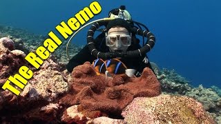 Anemonefish and Clownfish The Real Nemo HD  JONATHAN BIRDS BLUE WORLD [upl. by Flanders447]