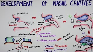 Development Of Nasal Cavities  Embryology [upl. by Ybanrab]