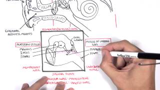 Anatomy  Ear Overview [upl. by Ainessey]