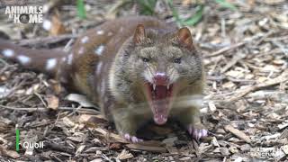 Niquoll the Spottailed Quoll keeps in shape [upl. by Gagne]