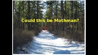 mothman Sighting [upl. by Richella]