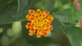 Short Lantana [upl. by Eellehs814]