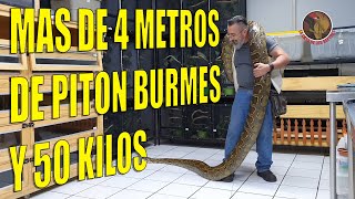 Piton Burmes  Python Molurus  GIGANTE [upl. by Aekal]