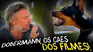 DOBERMANN O CACHORRO MAIS ASSUSTADOR [upl. by Annay]