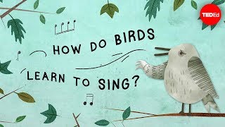 The surprising reason birds sing  Partha P Mitra [upl. by Blus346]