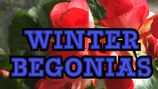 GARDENING GUIDE RIEGER BEGONIA CARE THE ELATIOR WINTER BEGONIA IN THE GARDEN AND GREENHOUSE [upl. by Cannell]