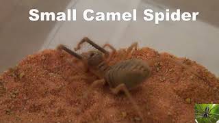 Small Arizona Camel Spider Solifugae [upl. by Aicenad]