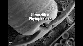 ClimateBits Phytoplankton [upl. by Princess]