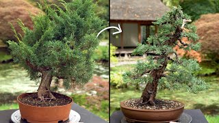 Learn how to create a Juniper Bonsai tree [upl. by Jarus]