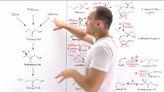 Metabolism of Methionine [upl. by Rondi94]