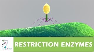 RESTRICTION ENZYMES [upl. by Mansfield]