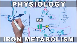 Iron Metabolism [upl. by Neddie]