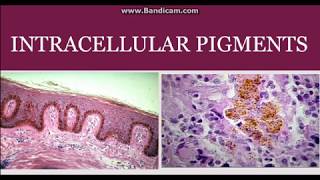 Intracellular pigments [upl. by Lannie]