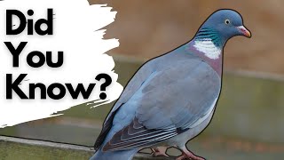 Things you need to know about WOOD PIGEONS [upl. by Pillsbury]